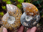 Polished Whole "Jigsaw" Cleoniceras Ammonite Fossils x 6 From Tulear, Madagascar