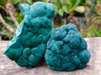 Natural Botryoidal Malachite Specimens x 6 From Congo