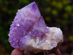 Natural Spirit Amethyst and Spirit Ametrine Clusters x 70 From Boekenhouthoek, South Africa