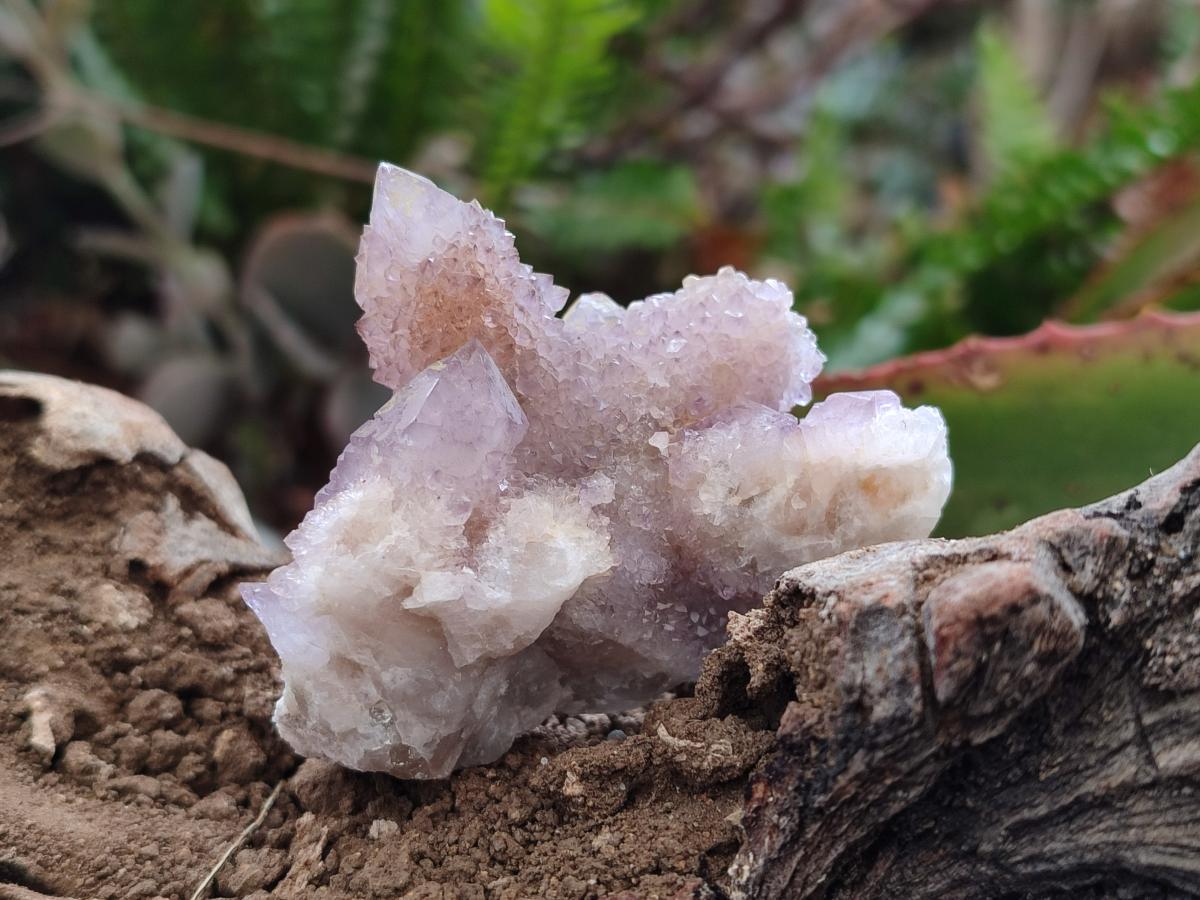 Natural Mixed Spirit Amethyst and Spirit Ametrine Clusters x 15 From Boekenhouthoek, South Africa - Toprock Gemstones and Minerals 
