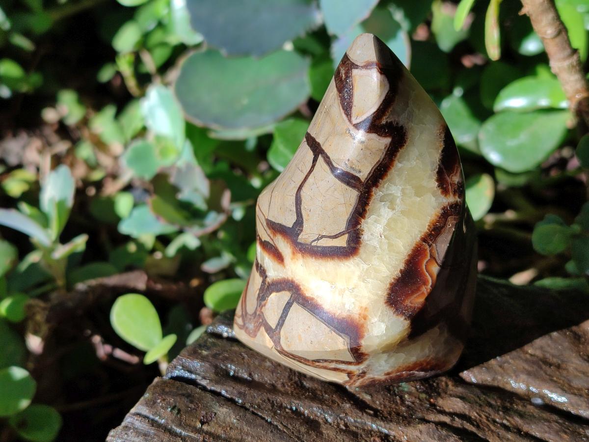 Polished Septerye Flames x 6 From Mahajanga, Madagascar - Toprock Gemstones and Minerals 