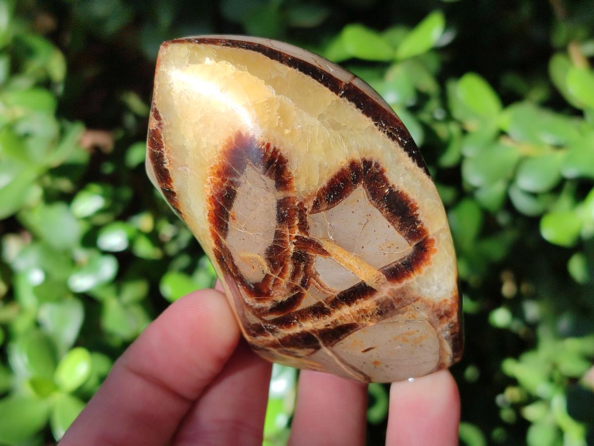 Polished Septerye Flames x 6 From Mahajanga, Madagascar - Toprock Gemstones and Minerals 