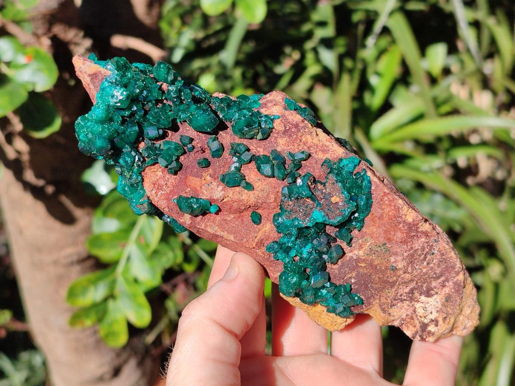 Natural Cabinet Size Dioptase on Dolomite Specimen x 1 From Mashamba East Mine, Congo - Toprock Gemstones and Minerals 
