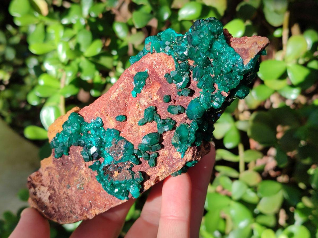 Natural Cabinet Size Dioptase on Dolomite Specimen x 1 From Mashamba East Mine, Congo - Toprock Gemstones and Minerals 