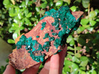 Natural Cabinet Size Dioptase on Dolomite Specimen x 1 From Mashamba East Mine, Congo - Toprock Gemstones and Minerals 