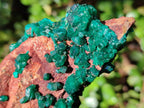 Natural Cabinet Size Dioptase on Dolomite Specimen x 1 From Mashamba East Mine, Congo - Toprock Gemstones and Minerals 