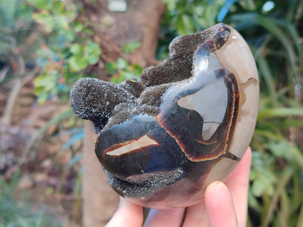 Polished and Natural Small Septerye Sauvage "Dragons Egg" Geode x 2 From Mahajanga, Madagascar - Toprock Gemstones and Minerals 