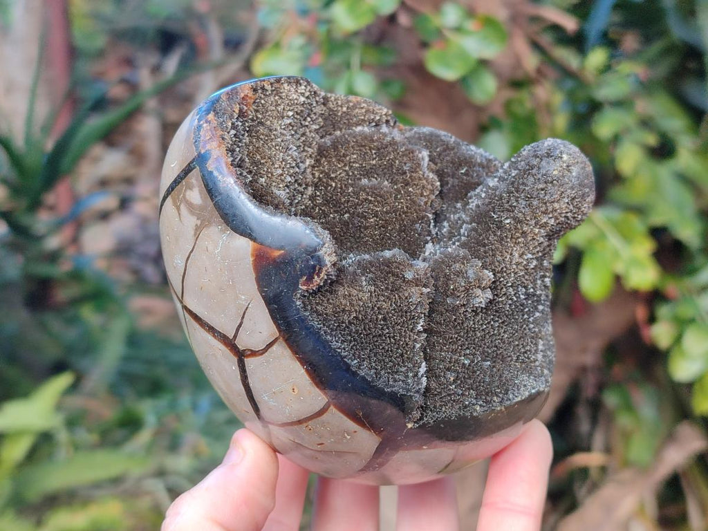 Polished and Natural Small Septerye Sauvage "Dragons Egg" Geode x 2 From Mahajanga, Madagascar - Toprock Gemstones and Minerals 