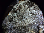 Polished and Natural Small Septerye Sauvage "Dragons Egg" Geode x 2 From Mahajanga, Madagascar - Toprock Gemstones and Minerals 