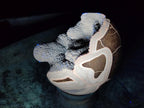 Polished and Natural Small Septerye Sauvage "Dragons Egg" Geode x 2 From Mahajanga, Madagascar - Toprock Gemstones and Minerals 