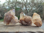 Natural Cascading Citrine Quartz Crystals x 24 From Luena, Congo - Toprock Gemstones and Minerals 