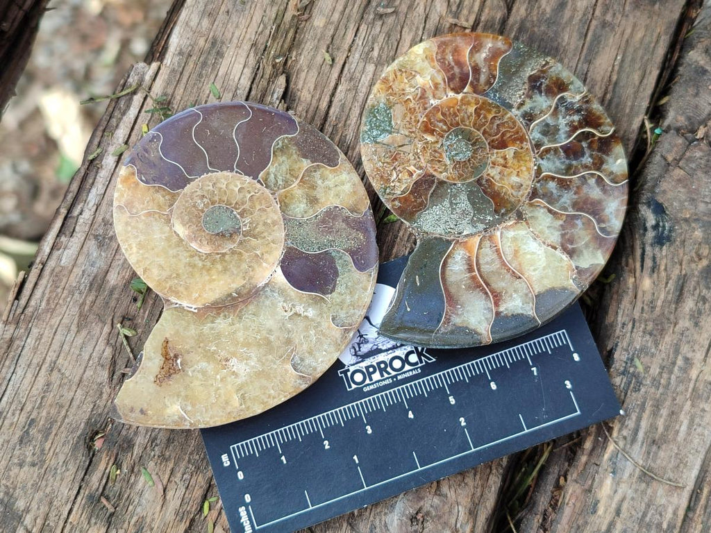 Polished and Natural Cleoniceras Ammonite Fossil Pairs x 12 From Tulear, Madagascar - Toprock Gemstones and Minerals 