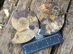Polished and Natural Cleoniceras Ammonite Fossil Pairs x 12 From Tulear, Madagascar - Toprock Gemstones and Minerals 