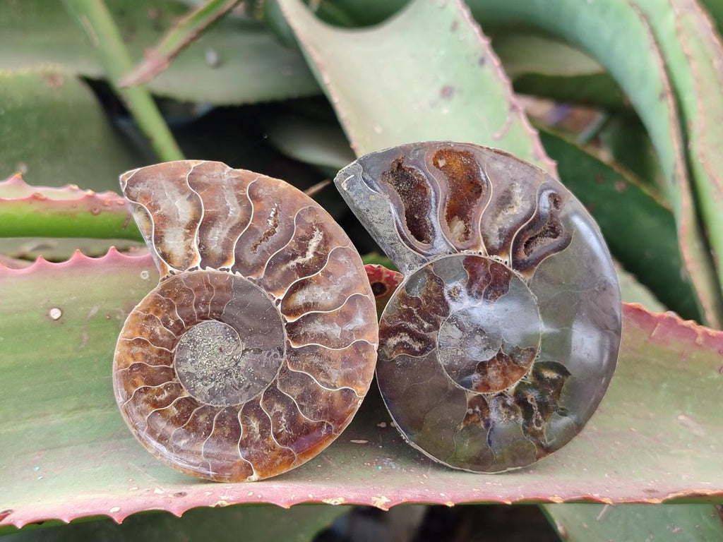 Polished and Natural Cleoniceras Ammonite Fossil Pairs x 12 From Tulear, Madagascar - Toprock Gemstones and Minerals 