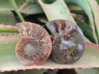 Polished and Natural Cleoniceras Ammonite Fossil Pairs x 12 From Tulear, Madagascar - Toprock Gemstones and Minerals 