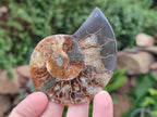 Polished and Natural Cleoniceras Ammonite Fossil Pairs x 12 From Tulear, Madagascar - Toprock Gemstones and Minerals 