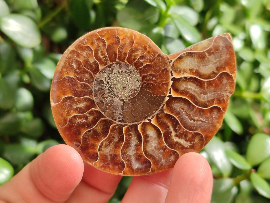 Polished and Natural Cleoniceras Ammonite Fossil Pairs x 12 From Tulear, Madagascar - Toprock Gemstones and Minerals 