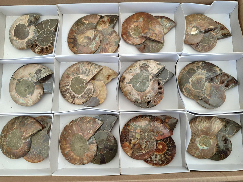 Polished and Natural Cleoniceras Ammonite Fossil Pairs x 12 From Tulear, Madagascar - Toprock Gemstones and Minerals 