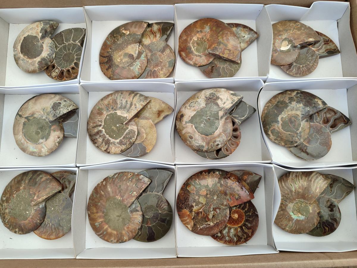 Polished and Natural Cleoniceras Ammonite Fossil Pairs x 12 From Tulear, Madagascar - Toprock Gemstones and Minerals 