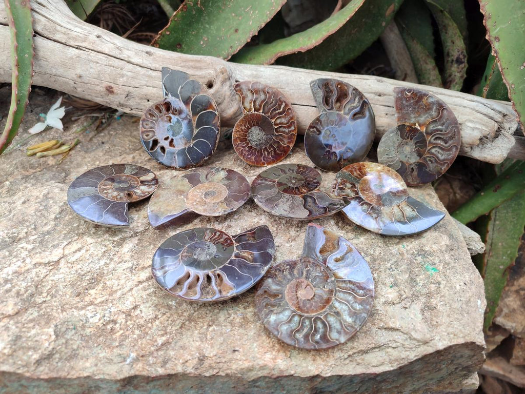 Polished and Natural Cleoniceras Ammonite Fossil Pairs x 12 From Tulear, Madagascar - Toprock Gemstones and Minerals 