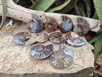 Polished and Natural Cleoniceras Ammonite Fossil Pairs x 12 From Tulear, Madagascar - Toprock Gemstones and Minerals 