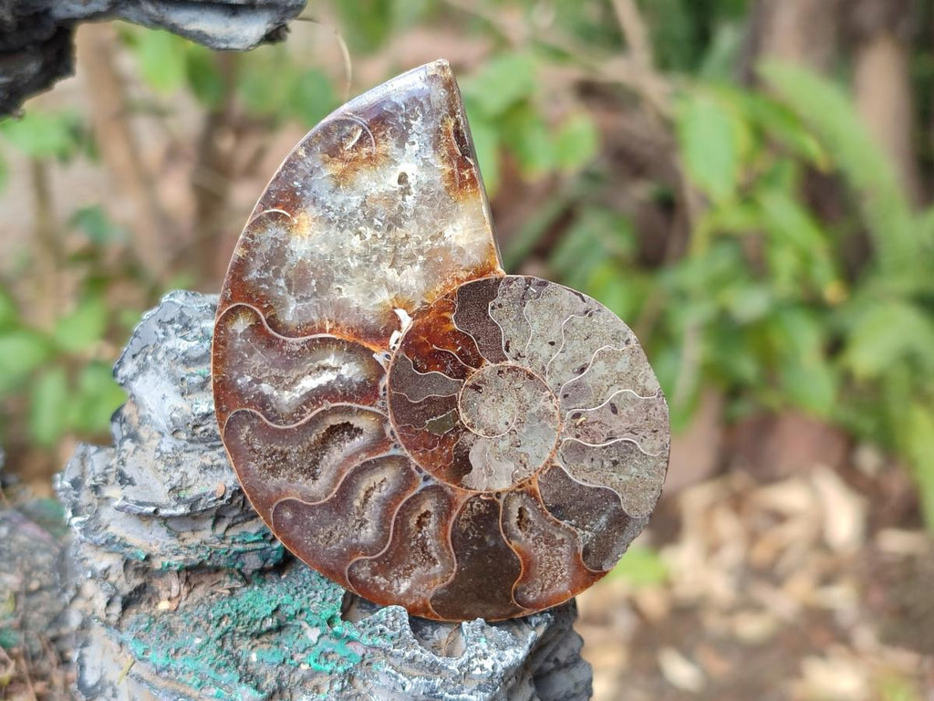 Polished and Natural Cleoniceras Ammonite Fossil Pairs x 12 From Tulear, Madagascar - Toprock Gemstones and Minerals 