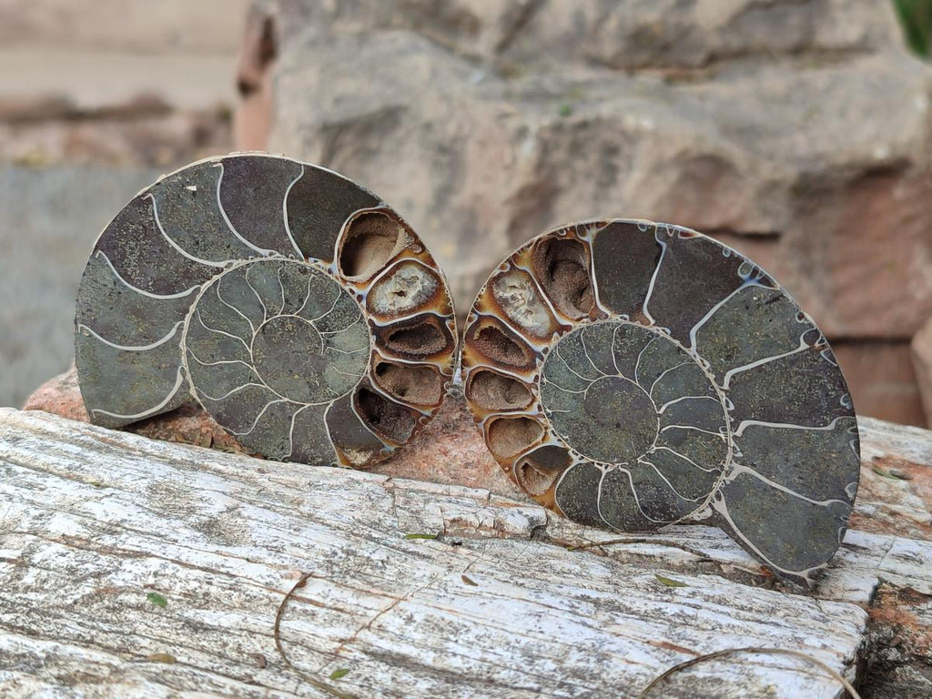 Polished and Natural Cleoniceras Ammonite Fossil Pairs x 12 From Tulear, Madagascar - Toprock Gemstones and Minerals 