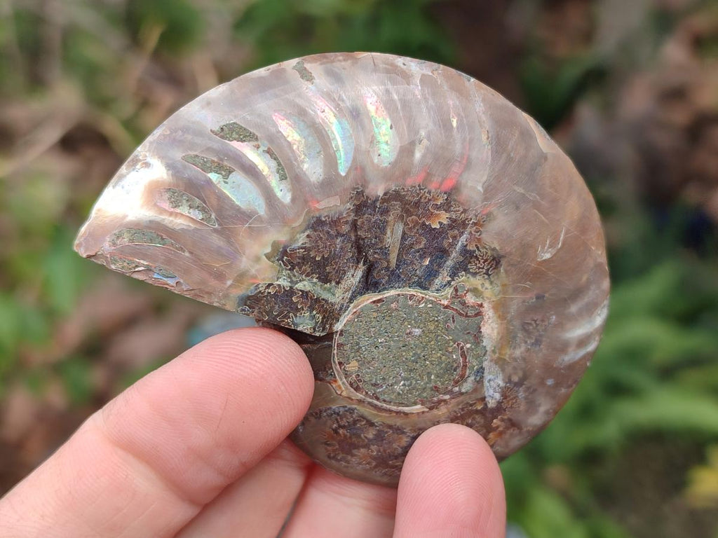 Polished and Natural Cleoniceras Ammonite Fossil Pairs x 12 From Tulear, Madagascar - Toprock Gemstones and Minerals 