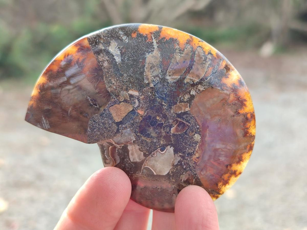 Polished and Natural Cleoniceras Ammonite Fossil Pairs x 12 From Tulear, Madagascar - Toprock Gemstones and Minerals 
