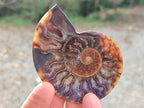 Polished and Natural Cleoniceras Ammonite Fossil Pairs x 12 From Tulear, Madagascar - Toprock Gemstones and Minerals 