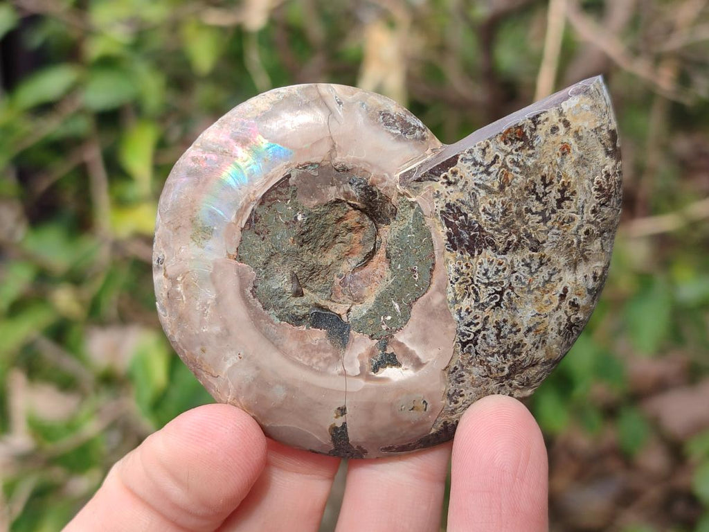 Polished and Natural Cleoniceras Ammonite Fossil Pairs x 12 From Tulear, Madagascar - Toprock Gemstones and Minerals 