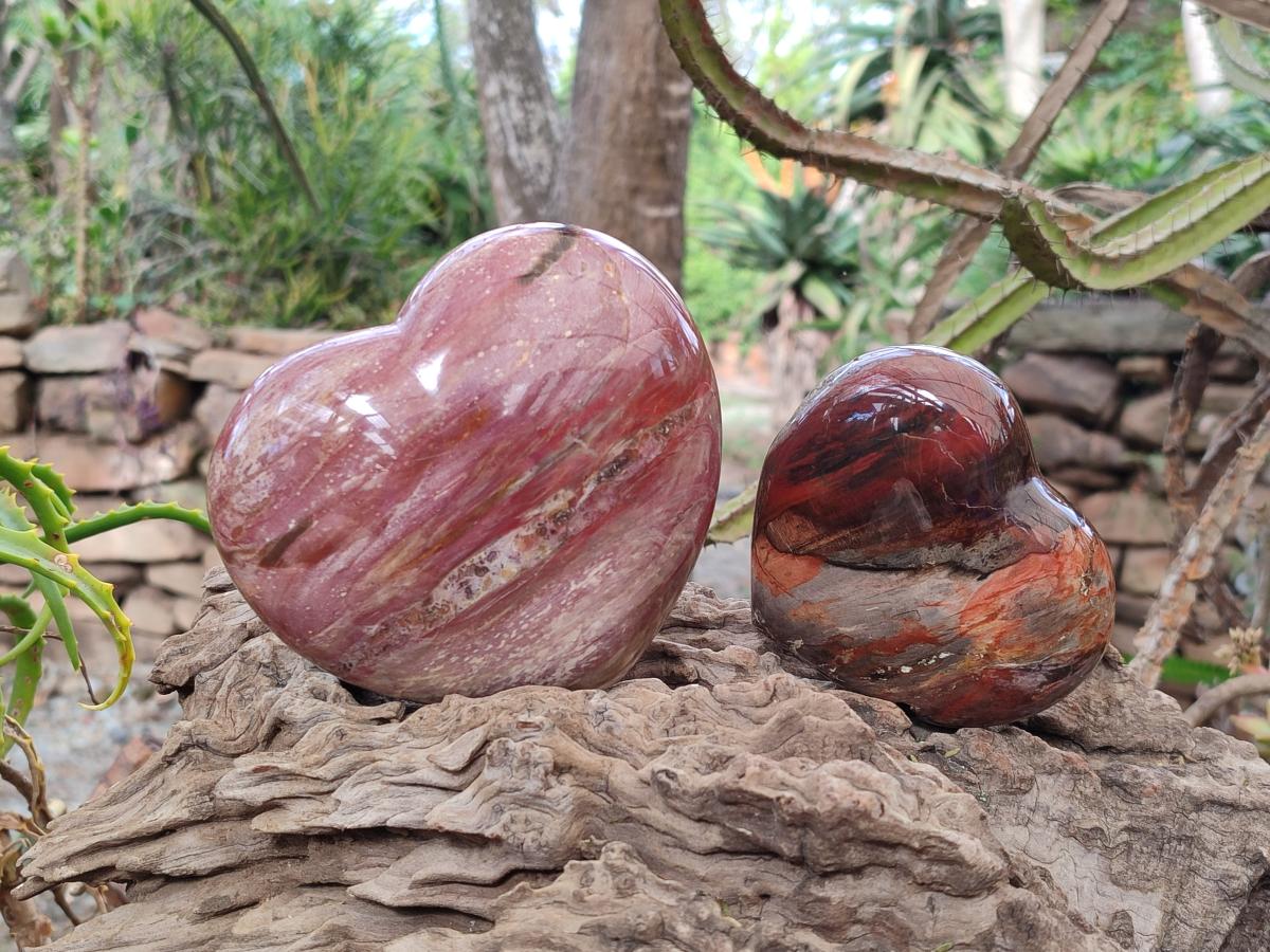 Polished Red Podocarpus Petrified Wood Hearts x 2 From Marovoay, Madagascar - Toprock Gemstones and Minerals 