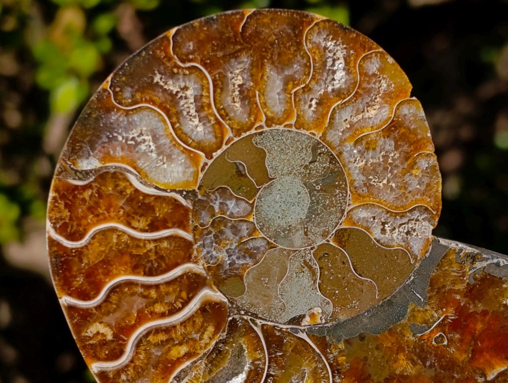 Polished and Natural Cleoniceras Ammonite Fossil Pairs x 3 From Tulear, Madagascar - Toprock Gemstones and Minerals 