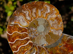 Polished and Natural Cleoniceras Ammonite Fossil Pairs x 3 From Tulear, Madagascar - Toprock Gemstones and Minerals 