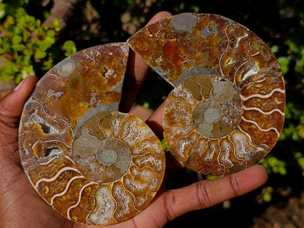Polished and Natural Cleoniceras Ammonite Fossil Pairs x 3 From Tulear, Madagascar - Toprock Gemstones and Minerals 
