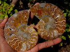 Polished and Natural Cleoniceras Ammonite Fossil Pairs x 3 From Tulear, Madagascar - Toprock Gemstones and Minerals 