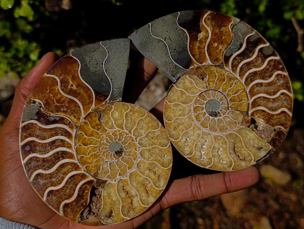 Polished and Natural Cleoniceras Ammonite Fossil Pairs x 3 From Tulear, Madagascar - Toprock Gemstones and Minerals 