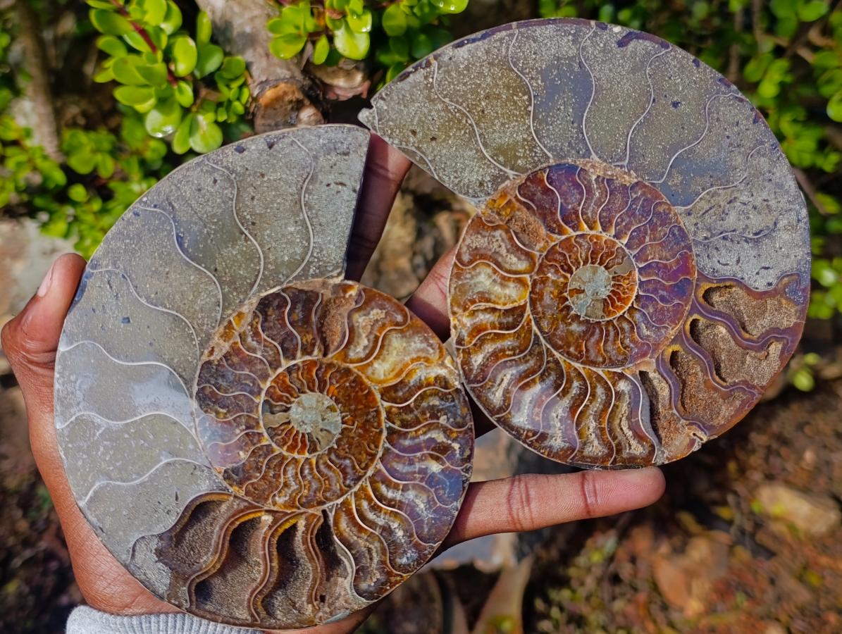 Polished and Natural Cleoniceras Ammonite Fossil Pairs x 3 From Tulear, Madagascar - Toprock Gemstones and Minerals 