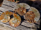 Polished and Natural Cleoniceras Ammonite Fossil Pairs x 3 From Tulear, Madagascar - Toprock Gemstones and Minerals 