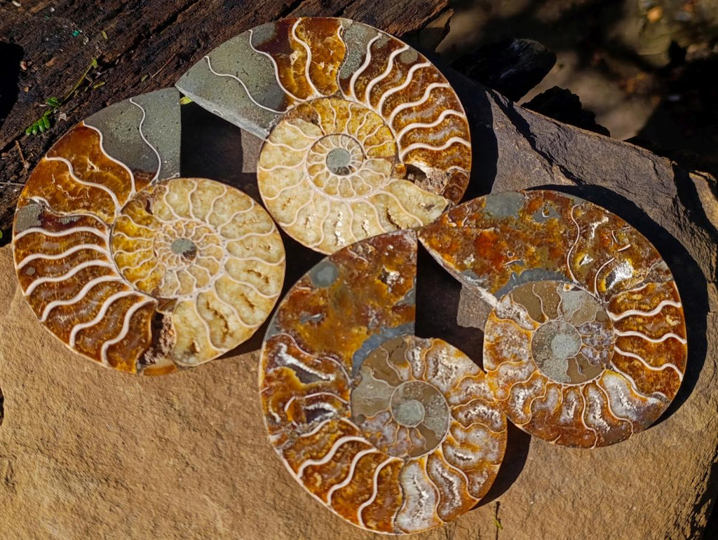 Polished and Natural Cleoniceras Ammonite Fossil Pairs x 3 From Tulear, Madagascar - Toprock Gemstones and Minerals 