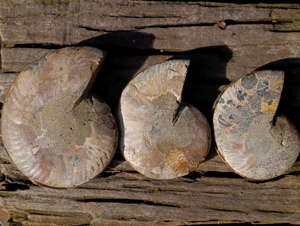 Polished and Natural Cleoniceras Ammonite Fossil Pairs x 3 From Tulear, Madagascar - Toprock Gemstones and Minerals 