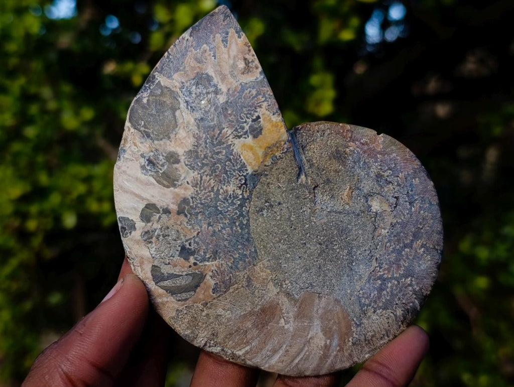 Polished and Natural Cleoniceras Ammonite Fossil Pairs x 3 From Tulear, Madagascar - Toprock Gemstones and Minerals 