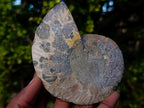 Polished and Natural Cleoniceras Ammonite Fossil Pairs x 3 From Tulear, Madagascar - Toprock Gemstones and Minerals 