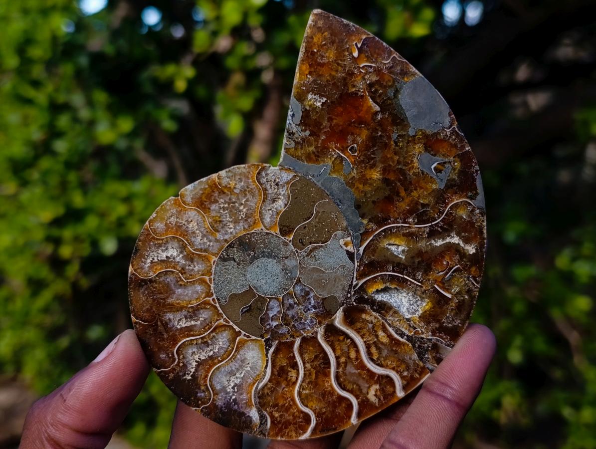 Polished and Natural Cleoniceras Ammonite Fossil Pairs x 3 From Tulear, Madagascar - Toprock Gemstones and Minerals 