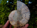 Polished and Natural Cleoniceras Ammonite Fossil Pairs x 3 From Tulear, Madagascar - Toprock Gemstones and Minerals 