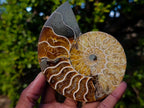 Polished and Natural Cleoniceras Ammonite Fossil Pairs x 3 From Tulear, Madagascar - Toprock Gemstones and Minerals 