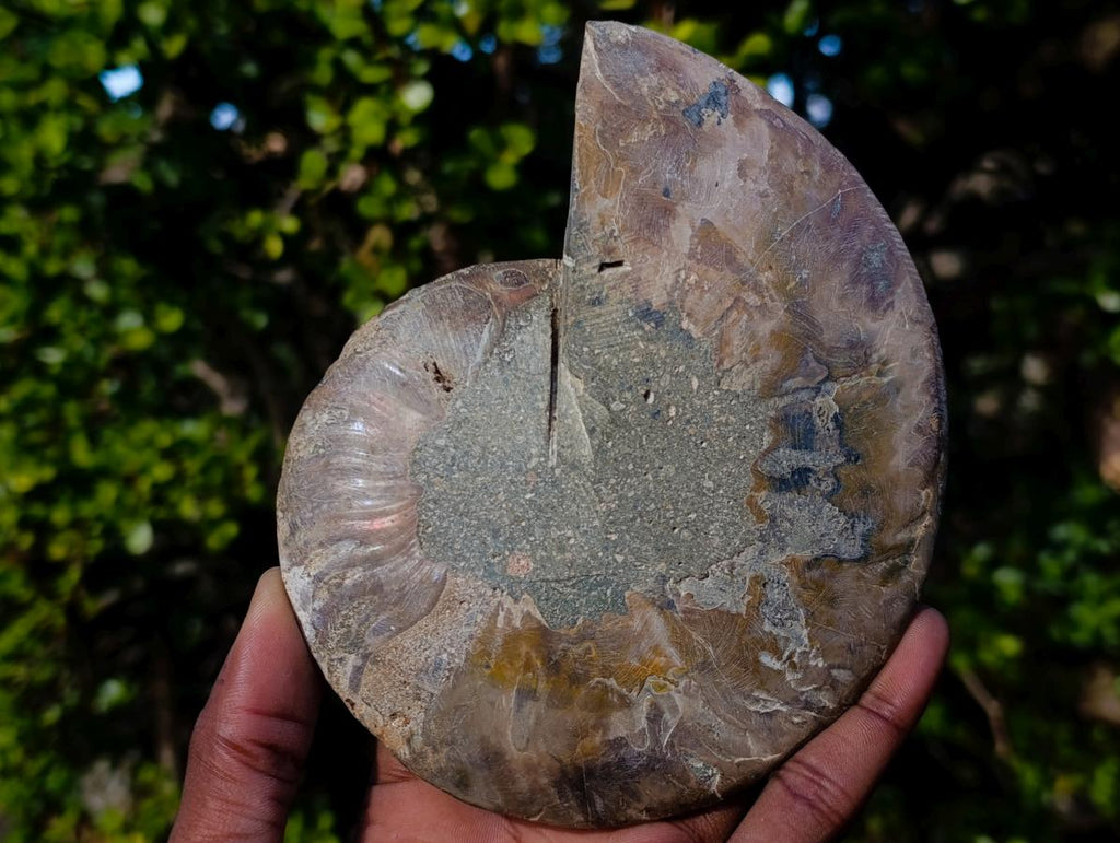 Polished and Natural Cleoniceras Ammonite Fossil Pairs x 3 From Tulear, Madagascar - Toprock Gemstones and Minerals 