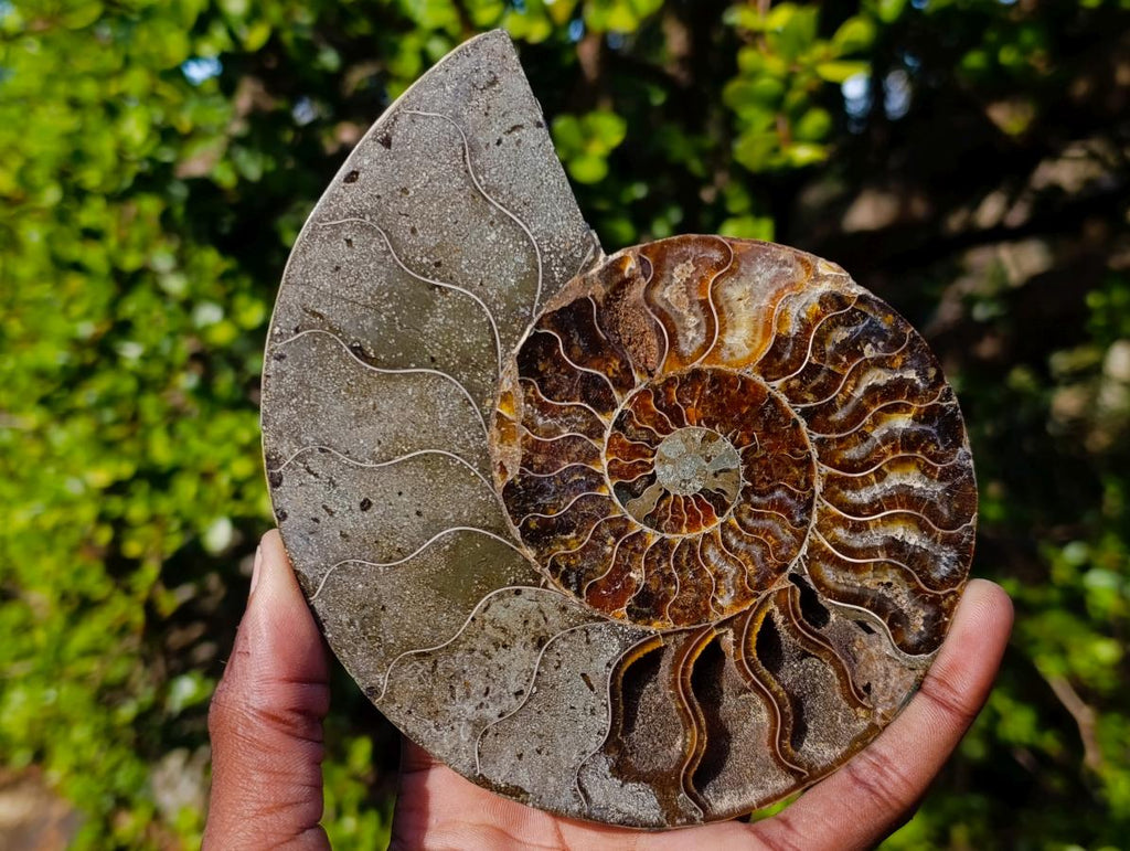 Polished and Natural Cleoniceras Ammonite Fossil Pairs x 3 From Tulear, Madagascar - Toprock Gemstones and Minerals 