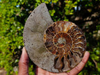 Polished and Natural Cleoniceras Ammonite Fossil Pairs x 3 From Tulear, Madagascar - Toprock Gemstones and Minerals 
