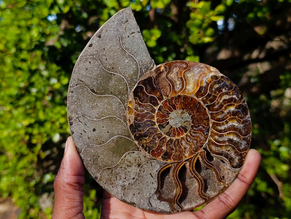 Polished and Natural Cleoniceras Ammonite Fossil Pairs x 3 From Tulear, Madagascar - Toprock Gemstones and Minerals 